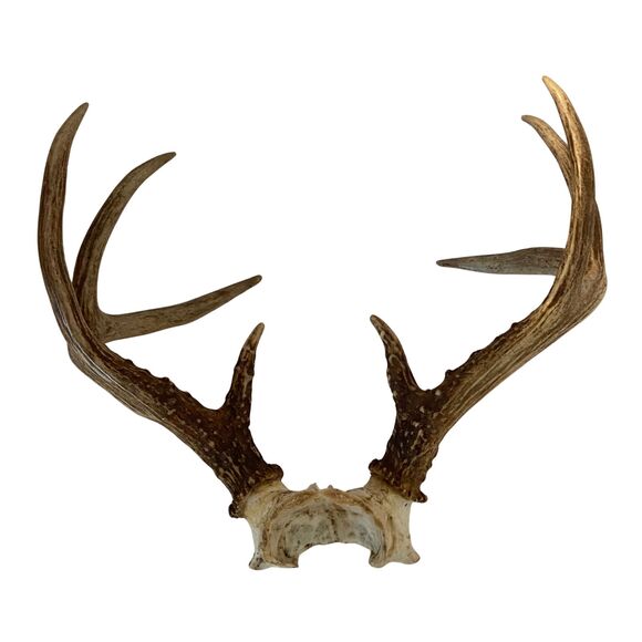 Wild 8 Point Whitetail Deer Antlers Rack Skull Plate Mount Man Cave Decor - Picture 3 of 4